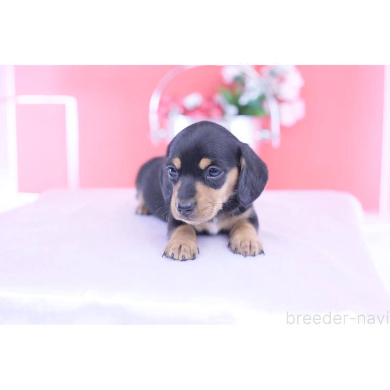 販売中の愛知県のカニンヘンダックスフンド(スムースヘアード)-432013の6枚目