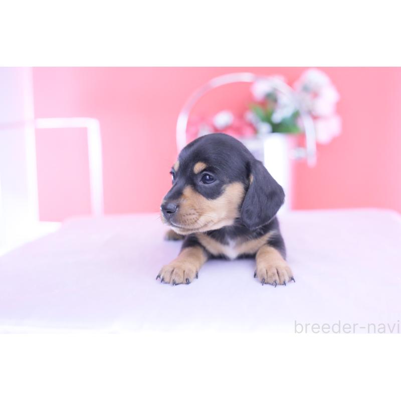 販売中の愛知県のカニンヘンダックスフンド(スムースヘアード)-432013の4枚目