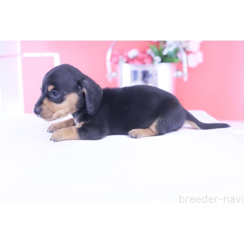 販売中の愛知県のカニンヘンダックスフンド(スムースヘアード)-432013の3枚目