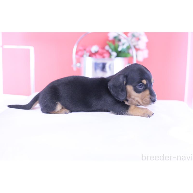 販売中の愛知県のカニンヘンダックスフンド(スムースヘアード)-432013の2枚目