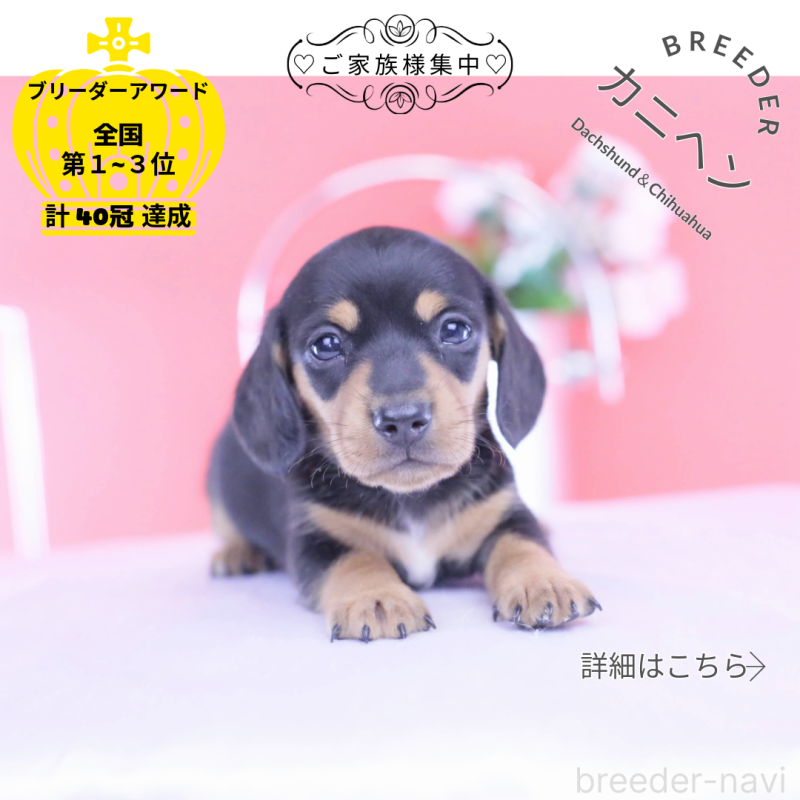 販売中ののカニンヘンダックスフンド(スムースヘアード)-432013