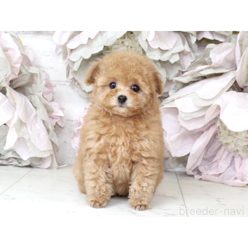 販売中の大阪府のタイニープードル-424566の7枚目