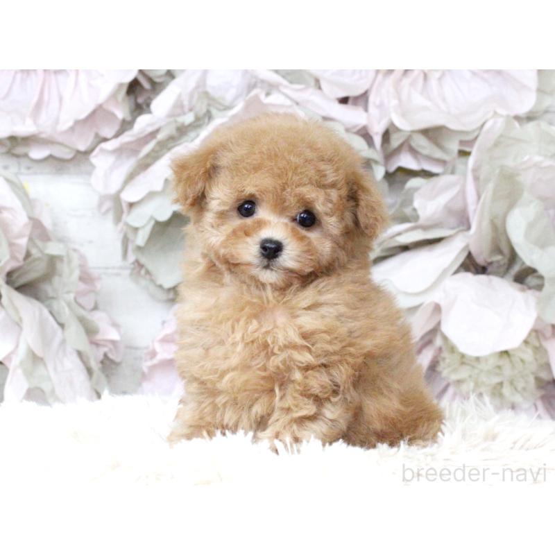 販売中の大阪府のタイニープードル-424566の6枚目