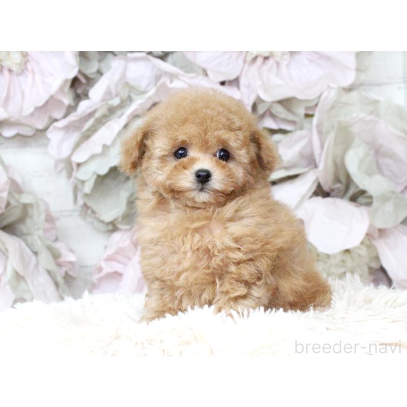 販売中の大阪府のタイニープードル-424566の4枚目