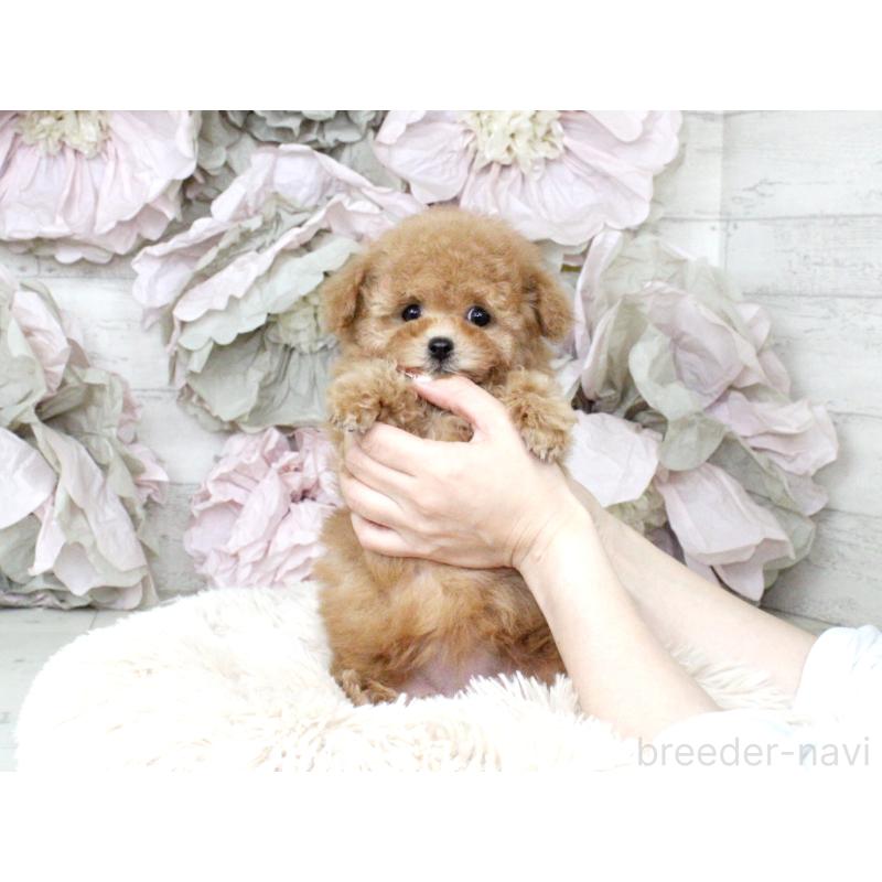 販売中の大阪府のタイニープードル-424566の2枚目