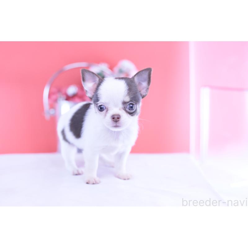 成約済の愛知県のチワワ(スムースコート)-428196の14枚目