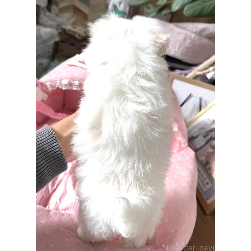 販売中の大阪府のマルチーズ-432015の9枚目