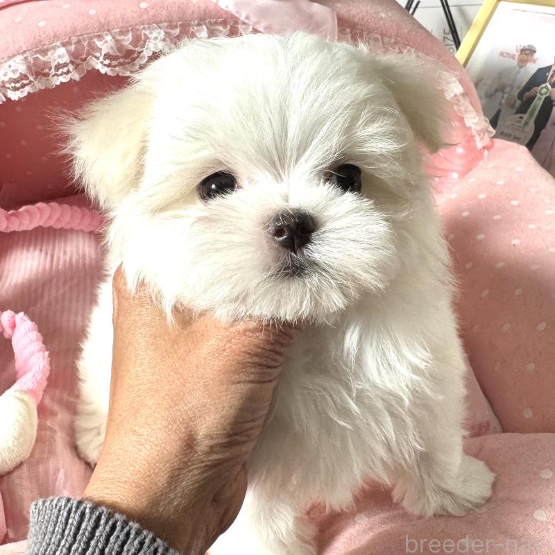 販売中の大阪府のマルチーズ-432015の8枚目