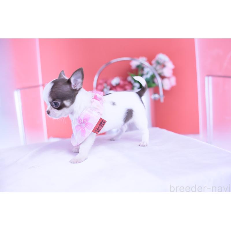 成約済の愛知県のチワワ(スムースコート)-428196の2枚目