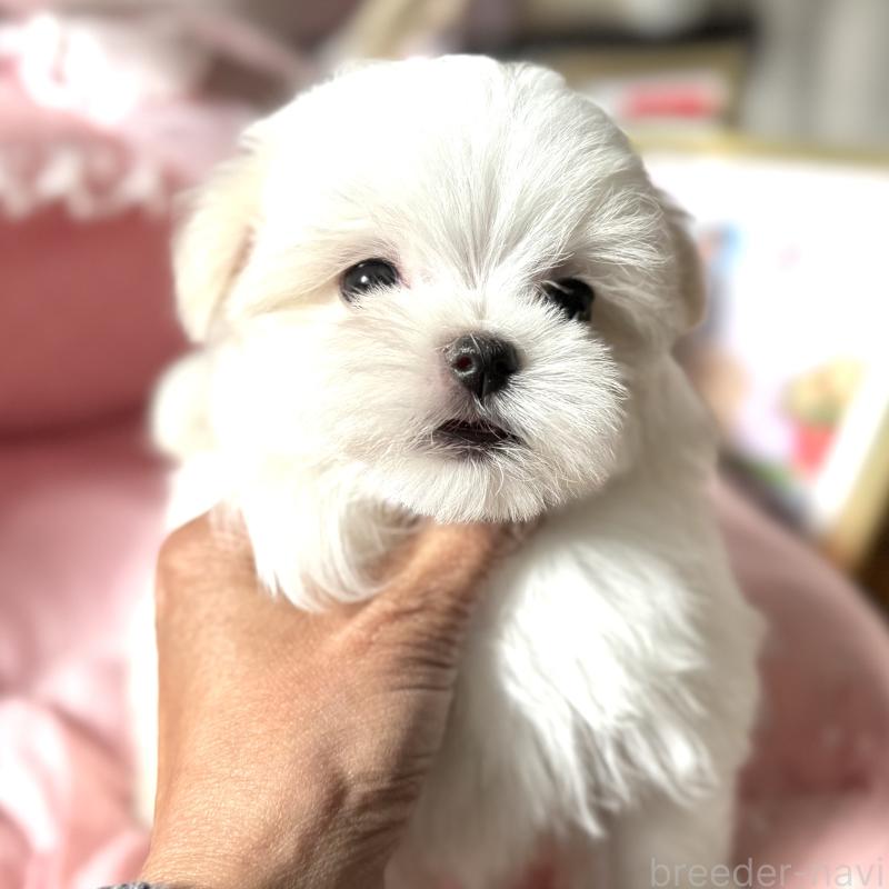 販売中の大阪府のマルチーズ-432015の7枚目