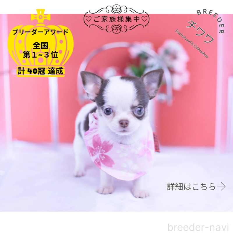 販売中の愛知県のチワワ(スムースコート)-428196