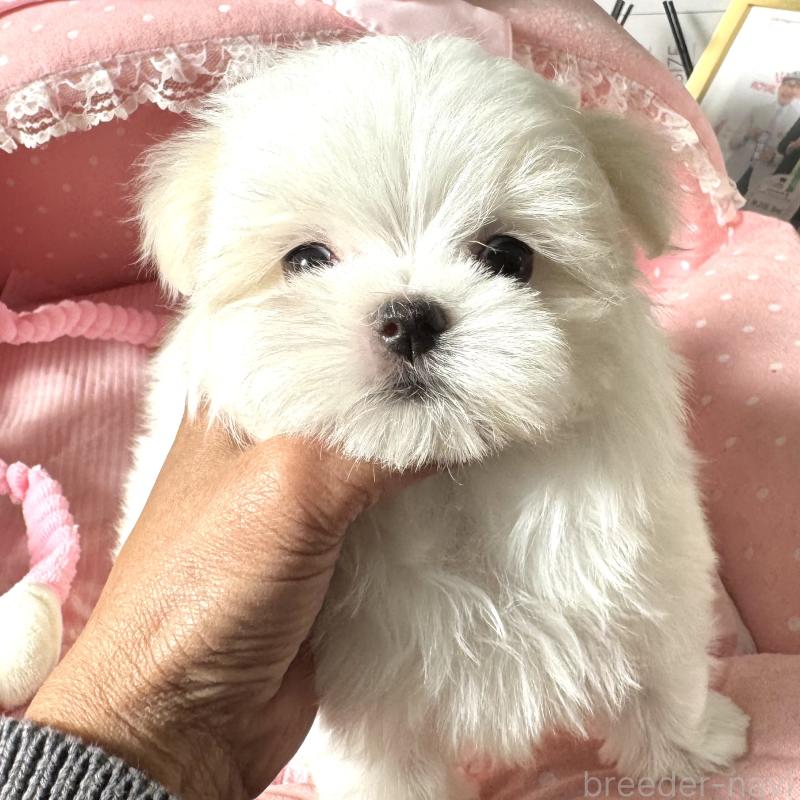 販売中の大阪府のマルチーズ-432015の6枚目