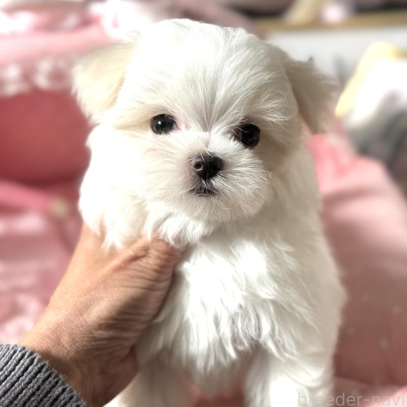 販売中の大阪府のマルチーズ-432015の5枚目