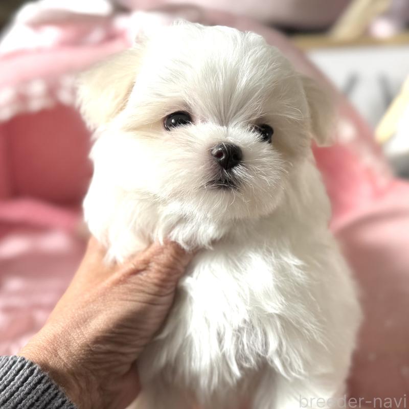 販売中の大阪府のマルチーズ-432015の4枚目