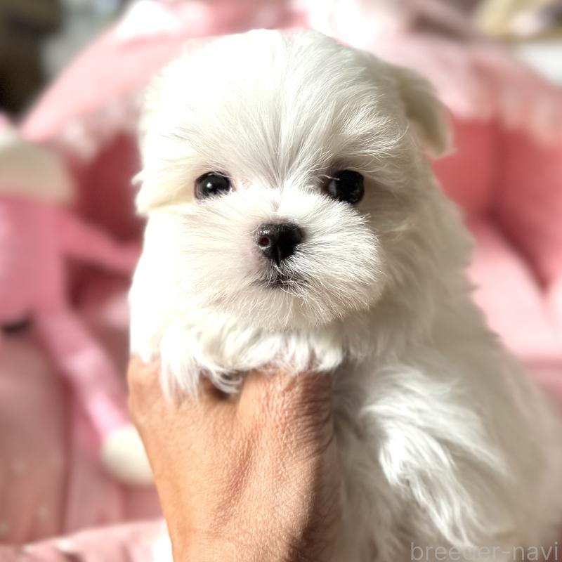 販売中の大阪府のマルチーズ-432015の3枚目