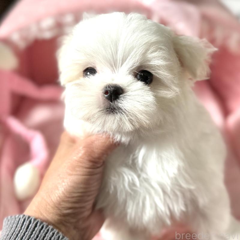 販売中の大阪府のマルチーズ-432015の2枚目