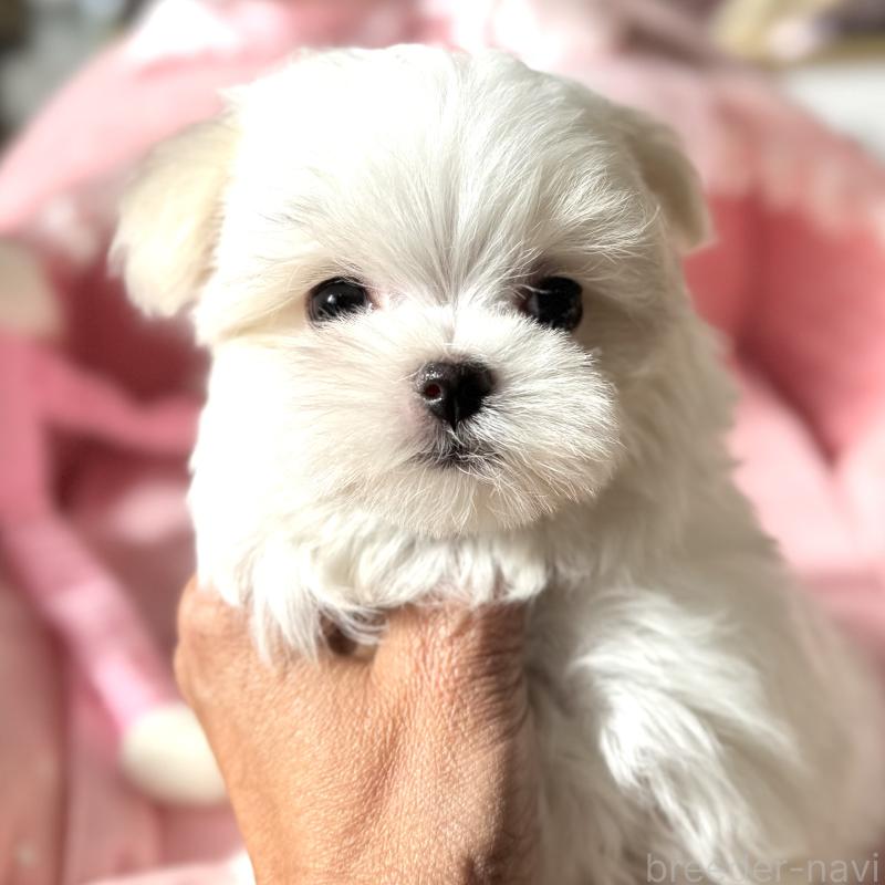 販売中の大阪府のマルチーズ-432015の1枚目