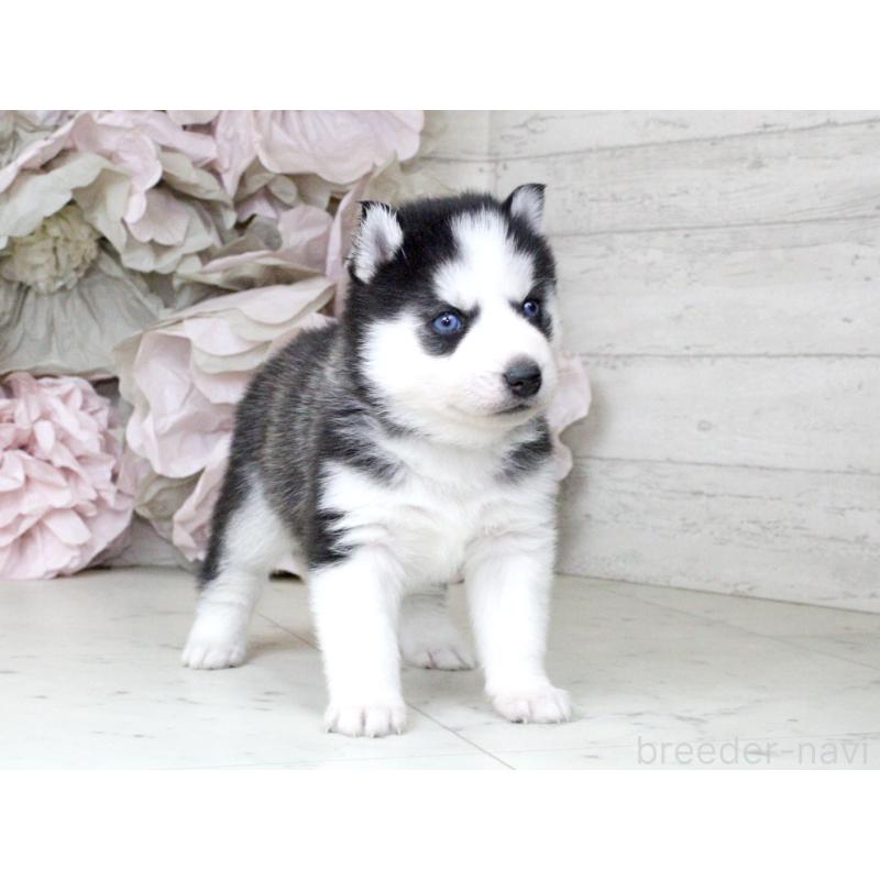 販売中の大阪府のシベリアンハスキー-432016の8枚目