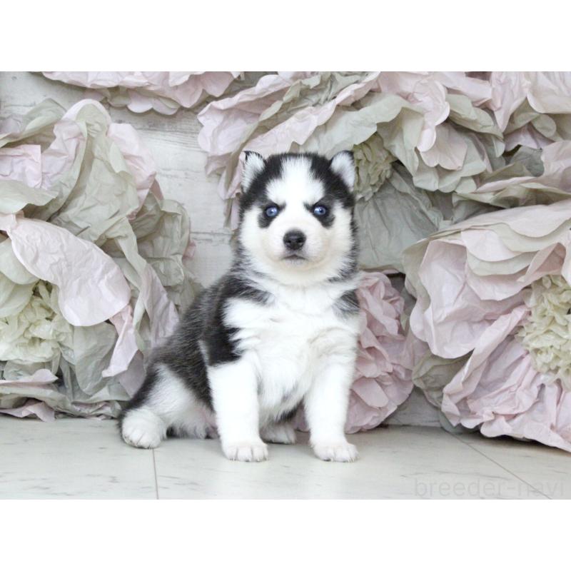 販売中の大阪府のシベリアンハスキー-432016の7枚目