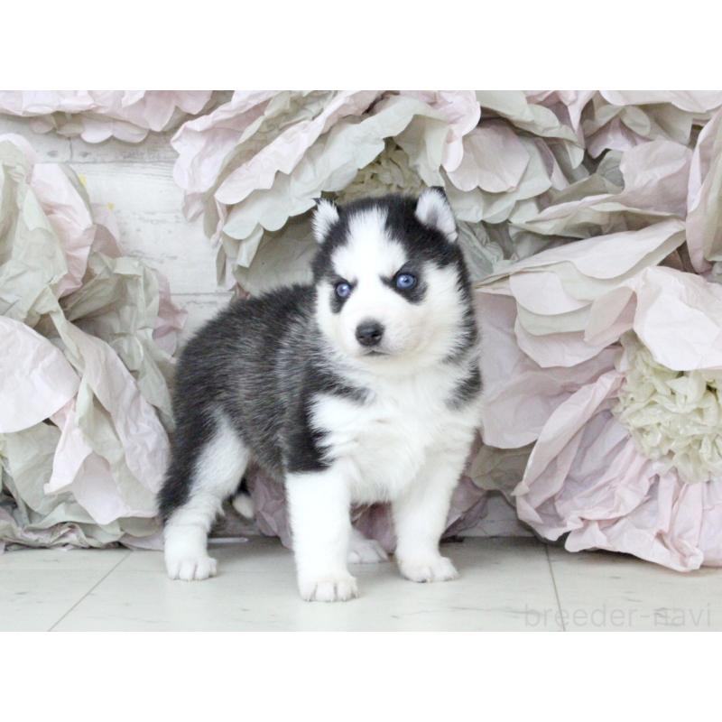 販売中の大阪府のシベリアンハスキー-432016の6枚目