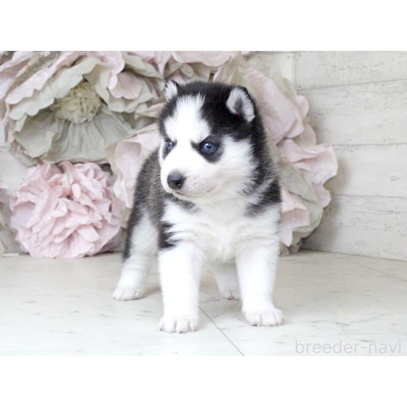 販売中の大阪府のシベリアンハスキー-432016の5枚目