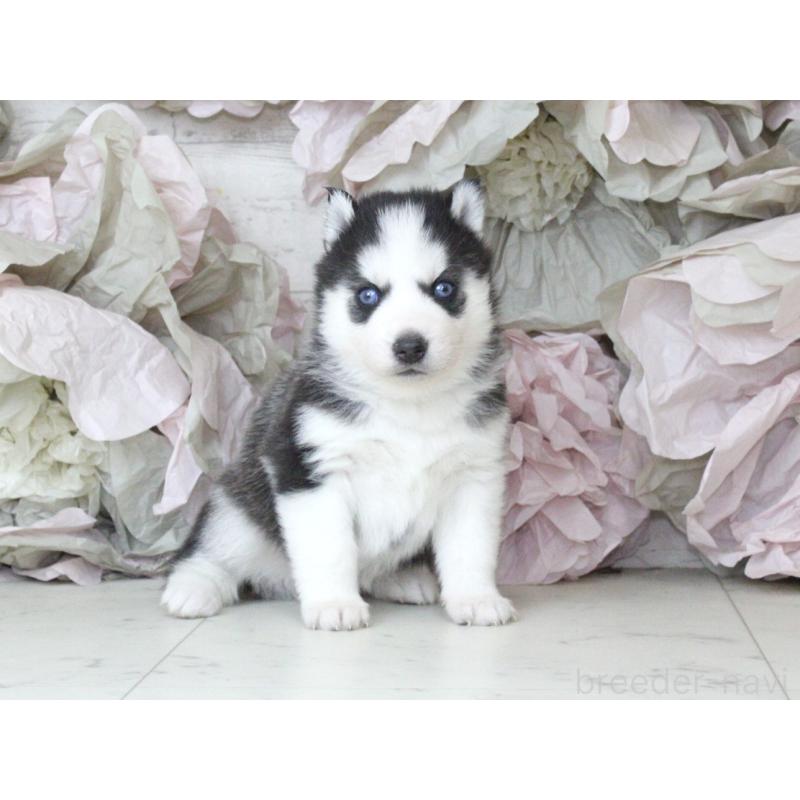 販売中の大阪府のシベリアンハスキー-432016の4枚目