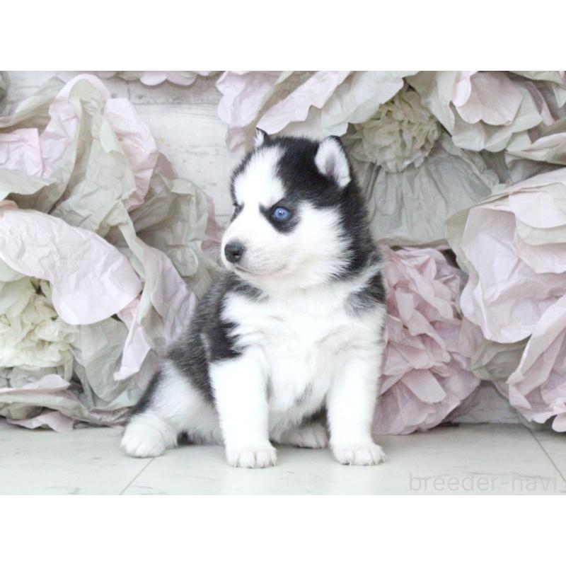 販売中の大阪府のシベリアンハスキー-432016の3枚目