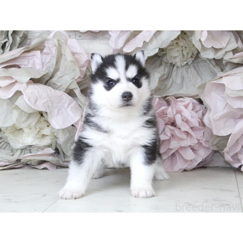 販売中の大阪府のシベリアンハスキー-432017の8枚目