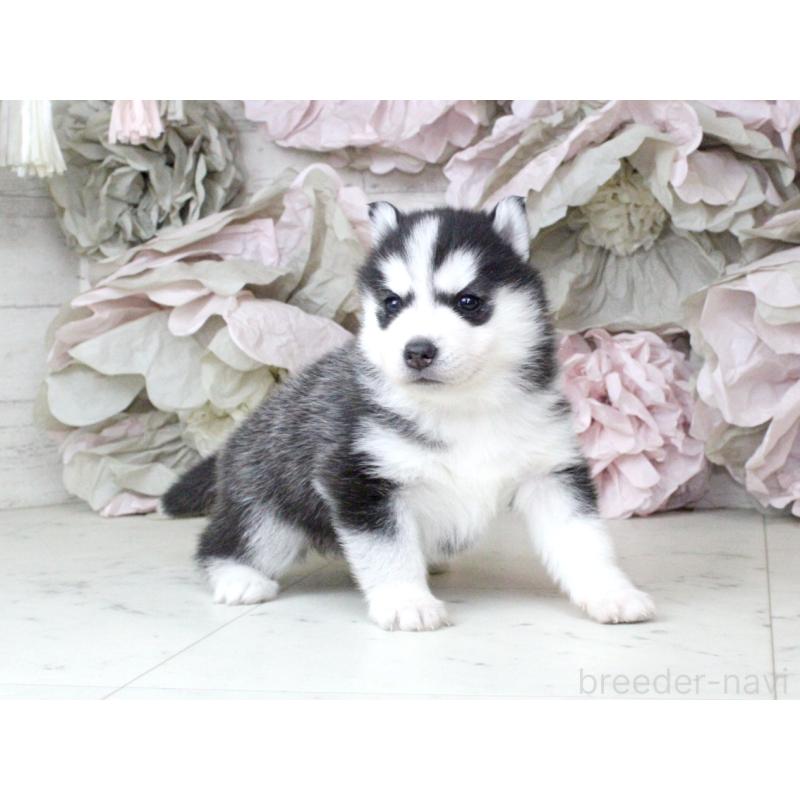 販売中の大阪府のシベリアンハスキー-432017の7枚目