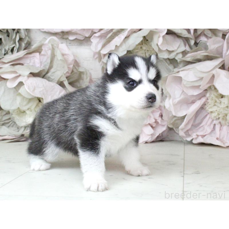 販売中の大阪府のシベリアンハスキー-432017の6枚目