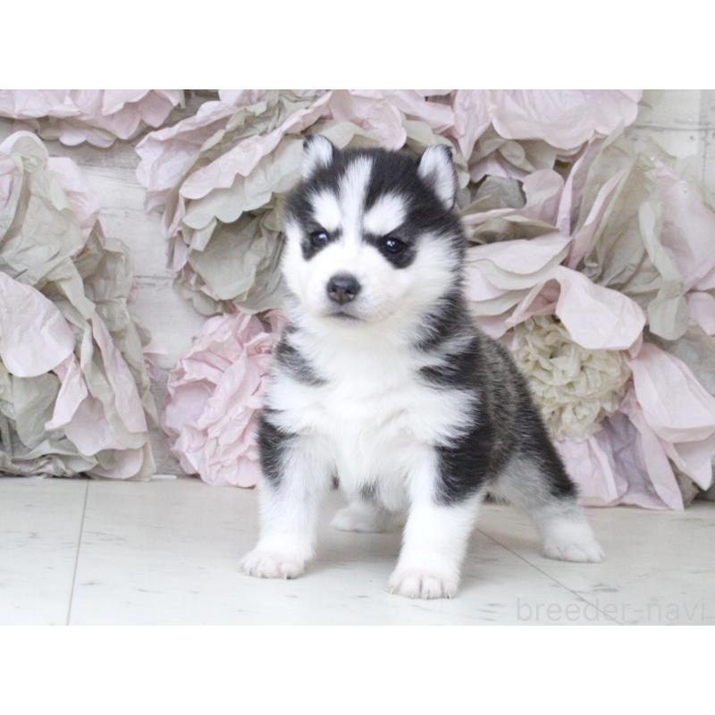 販売中の大阪府のシベリアンハスキー-432017の5枚目