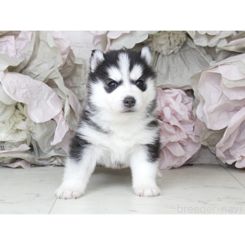 販売中の大阪府のシベリアンハスキー-432017の4枚目