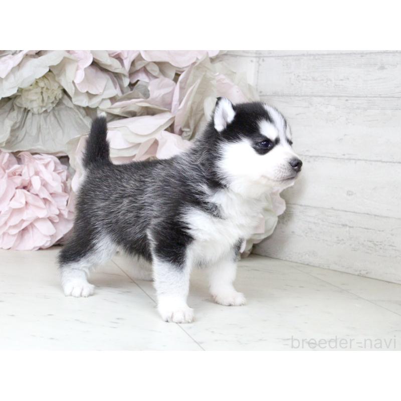 販売中の大阪府のシベリアンハスキー-432017の3枚目