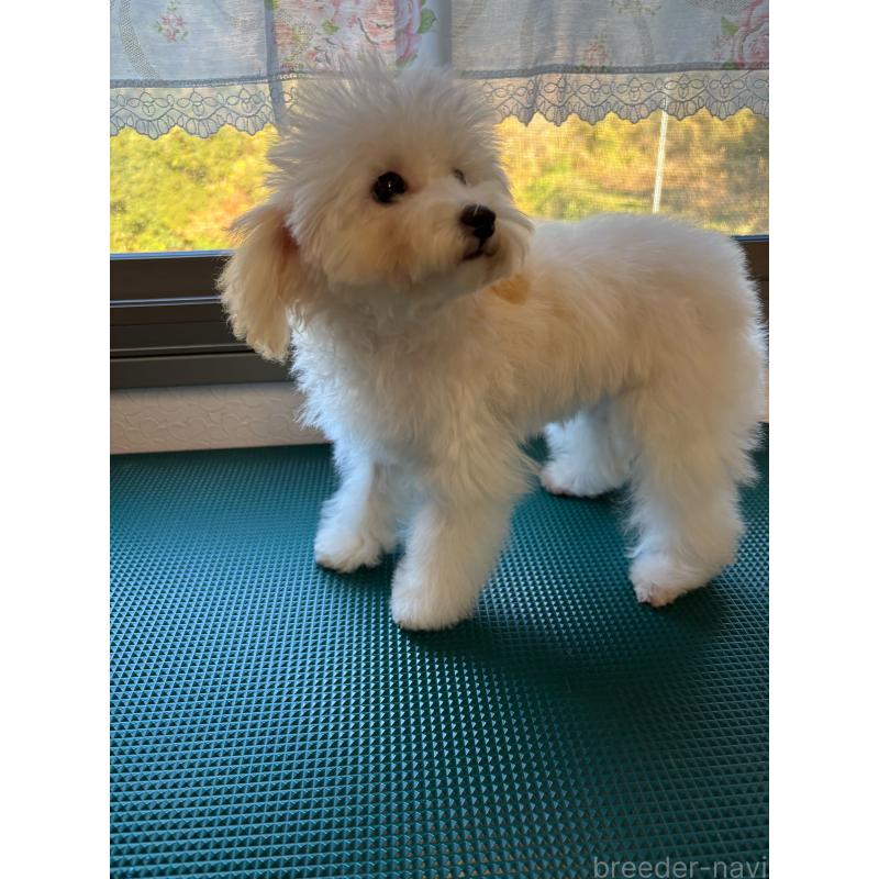 販売中の大分県のトイプードル-408800の12枚目