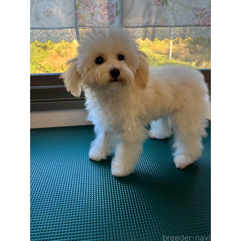 販売中の大分県のトイプードル-408800の11枚目