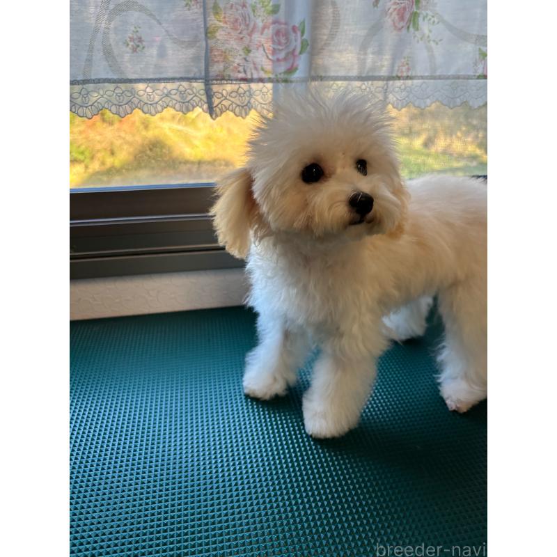 販売中の大分県のトイプードル-408800の10枚目