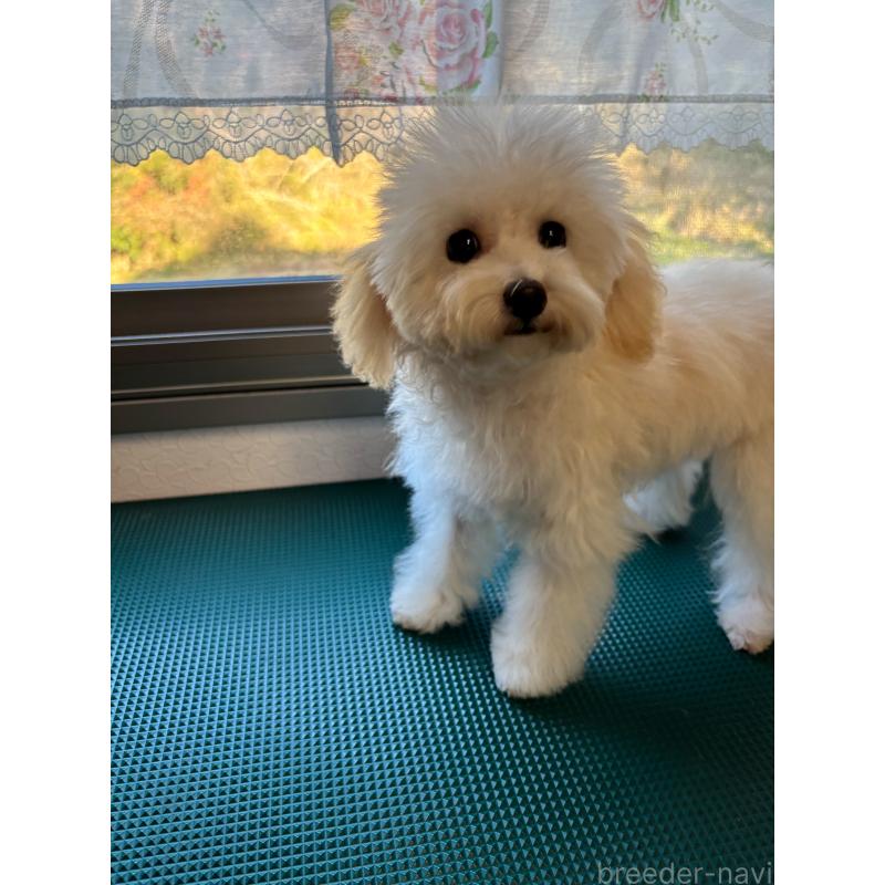 販売中の大分県のトイプードル-408800の9枚目