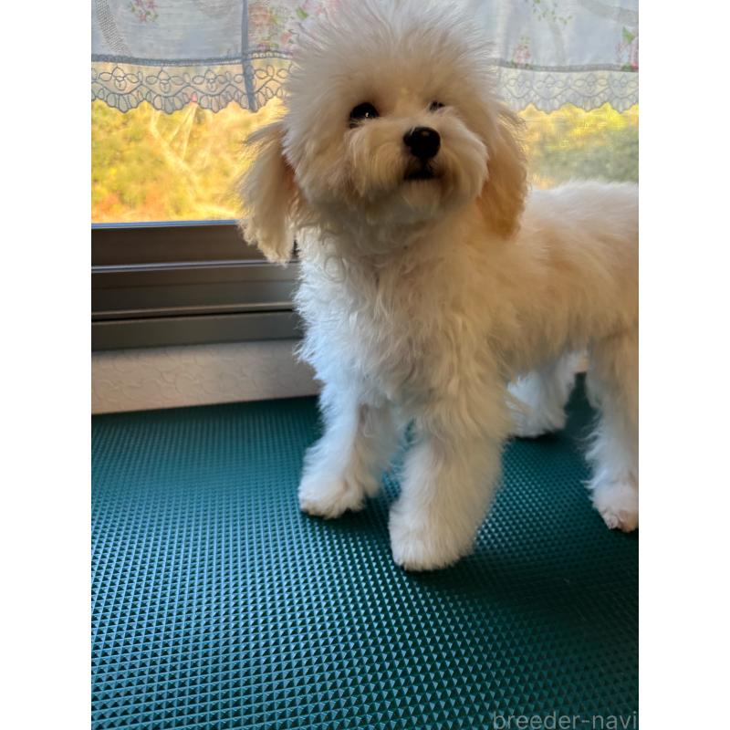 販売中の大分県のトイプードル-408800の8枚目