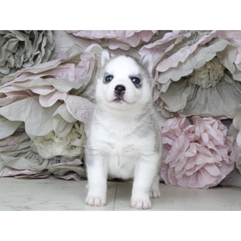 販売中の大阪府のシベリアンハスキー-432019の8枚目