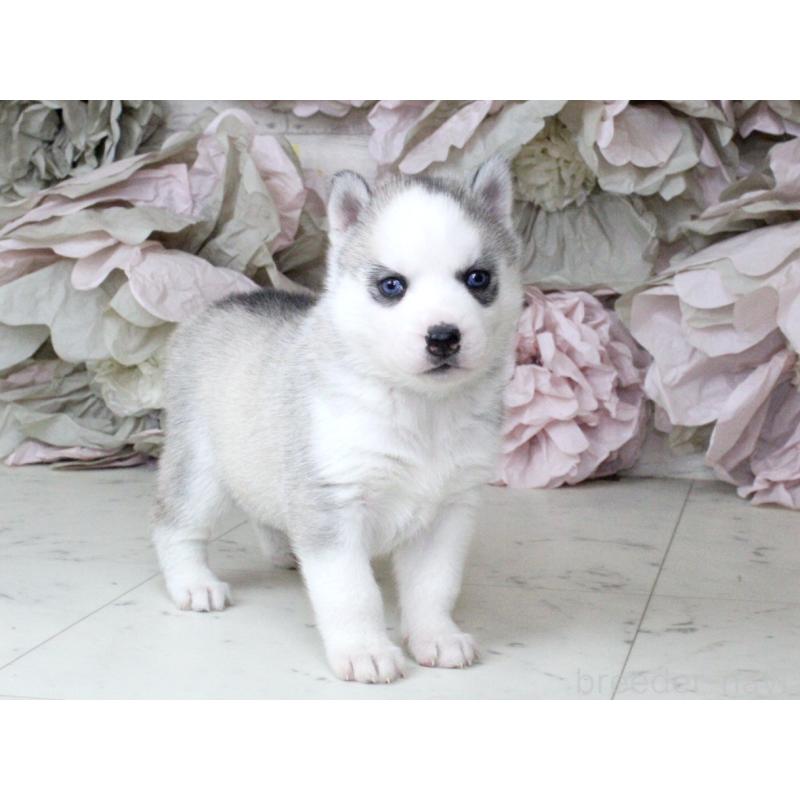 販売中の大阪府のシベリアンハスキー-432019の7枚目