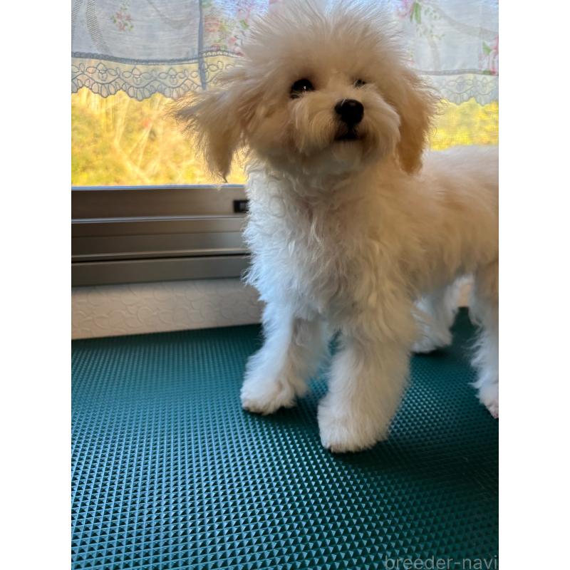 販売中の大分県のトイプードル-408800の7枚目