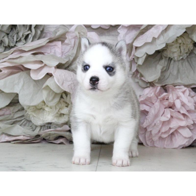 販売中の大阪府のシベリアンハスキー-432019の6枚目