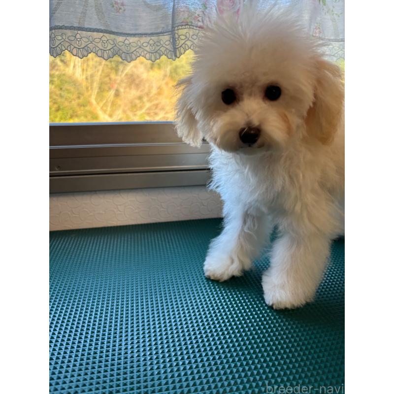 販売中の大分県のトイプードル-408800の6枚目