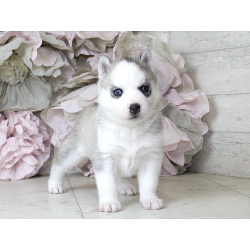 販売中の大阪府のシベリアンハスキー-432019の5枚目