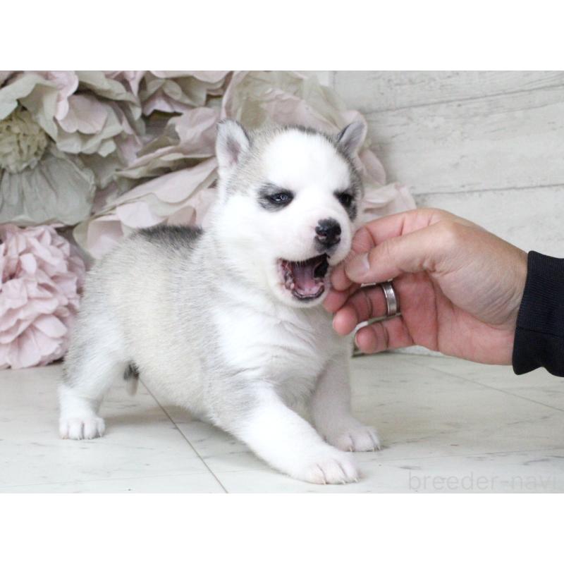 販売中の大阪府のシベリアンハスキー-432019の4枚目