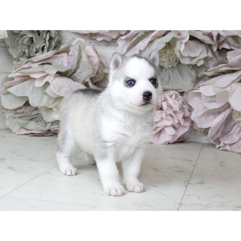 販売中の大阪府のシベリアンハスキー-432019の3枚目