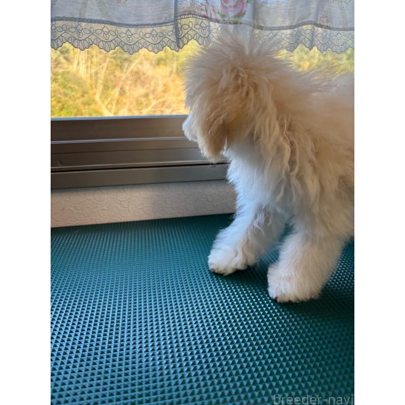 販売中の大分県のトイプードル-408800の5枚目