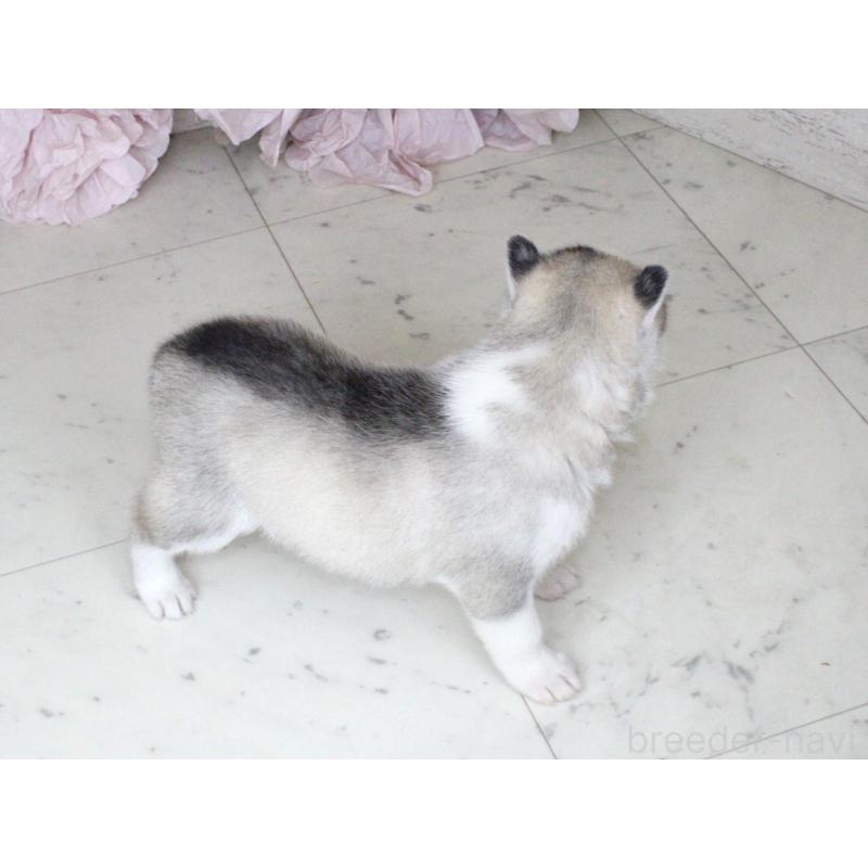 販売中の大阪府のシベリアンハスキー-432019の2枚目