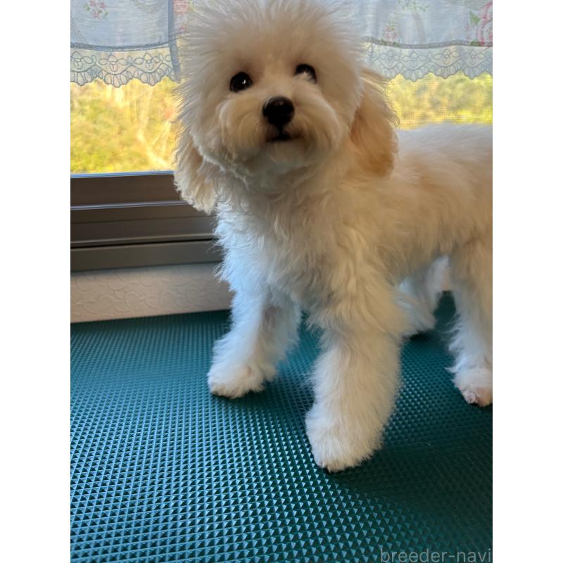 販売中の大分県のトイプードル-408800の4枚目