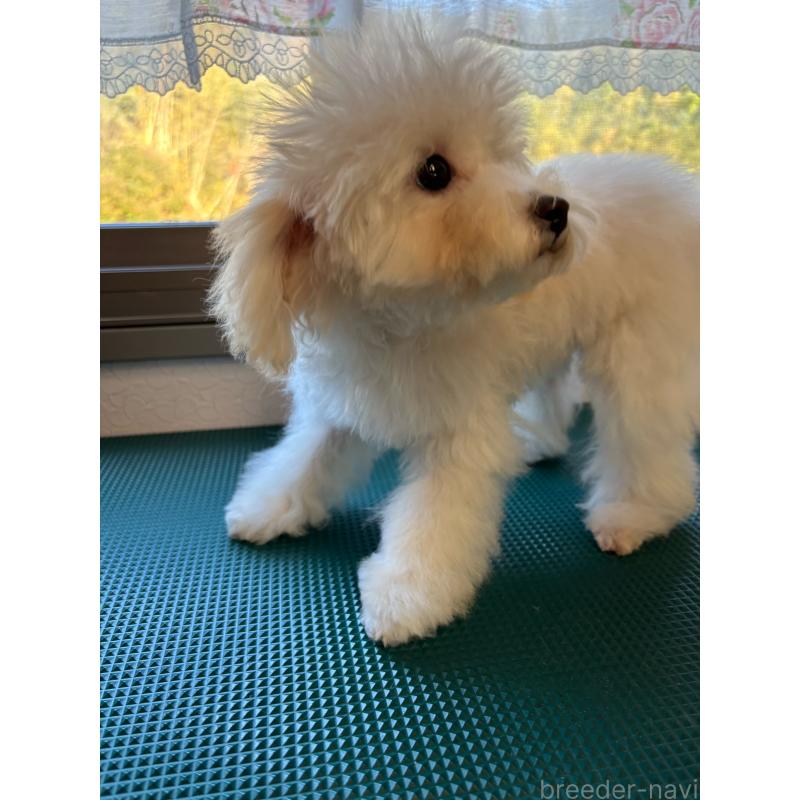 販売中の大分県のトイプードル-408800の3枚目